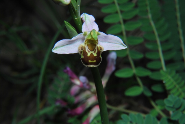 Da determinare: Ophrys apifera